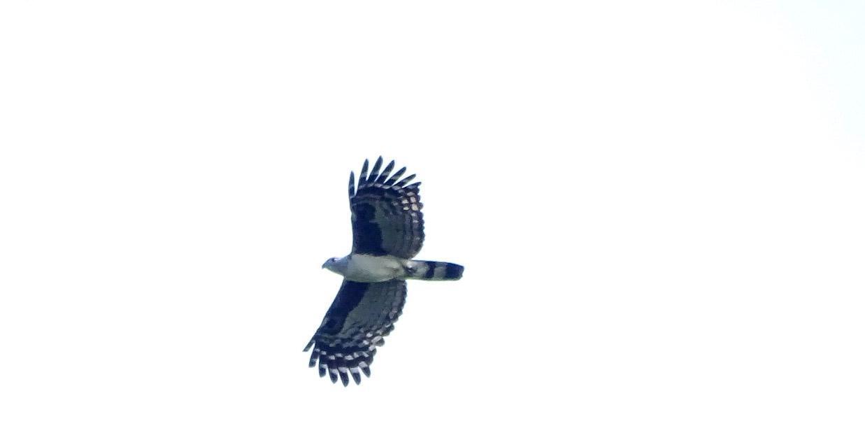 Gray-headed Kite Photo by Julio Delgado