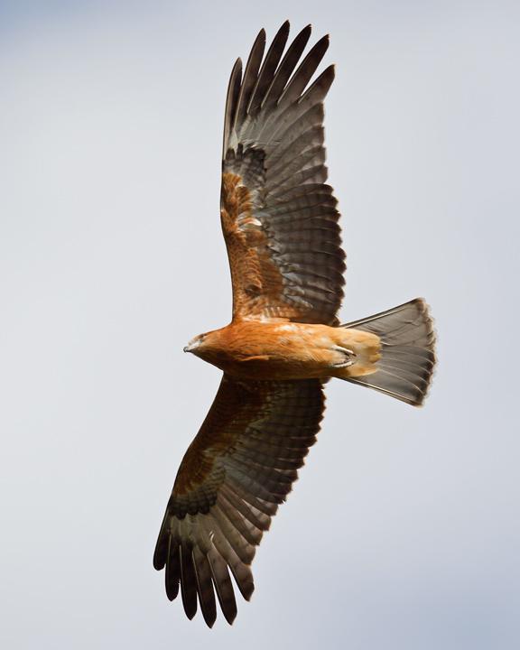Square-tailed Kite Photo by Mat Gilfedder