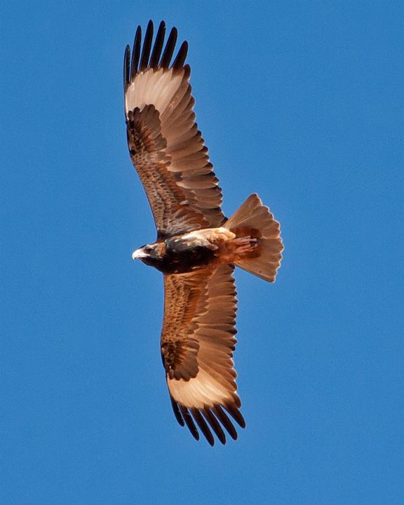 Black-breasted Kite Photo by Mat Gilfedder