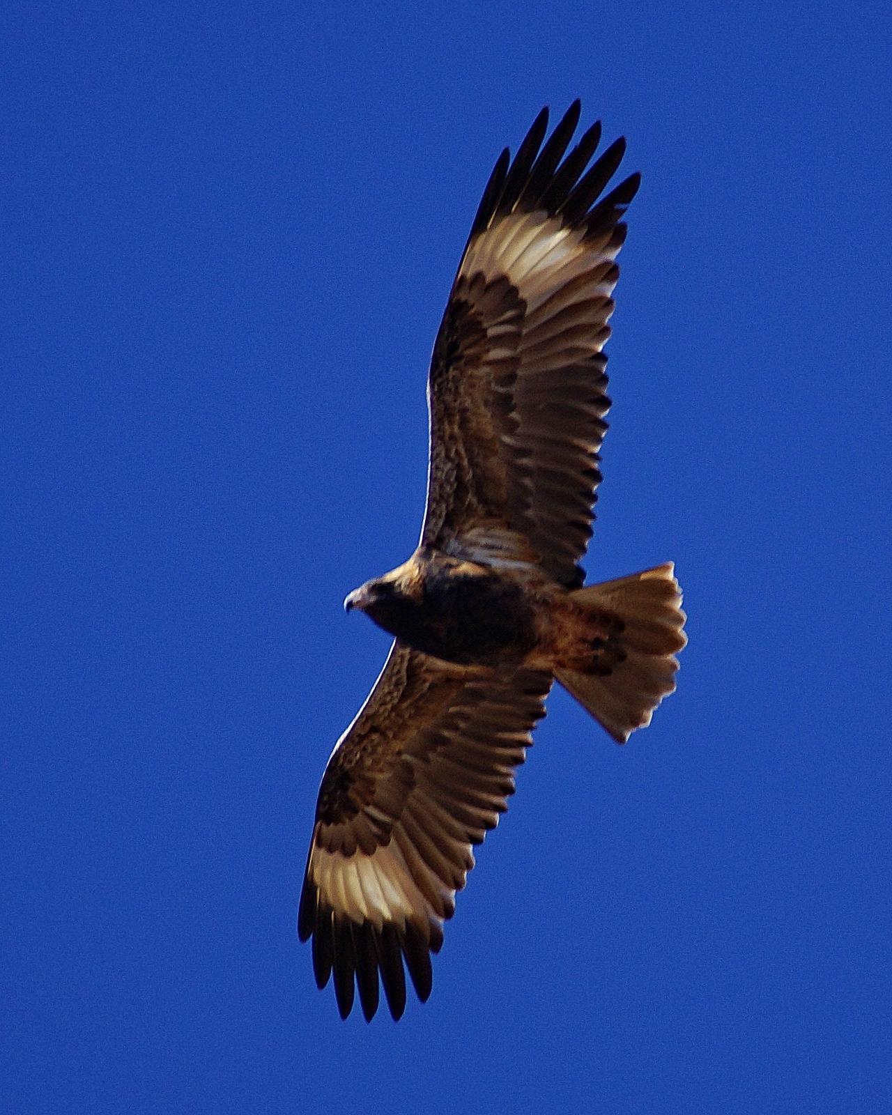Black-breasted Kite Photo by Steve Percival