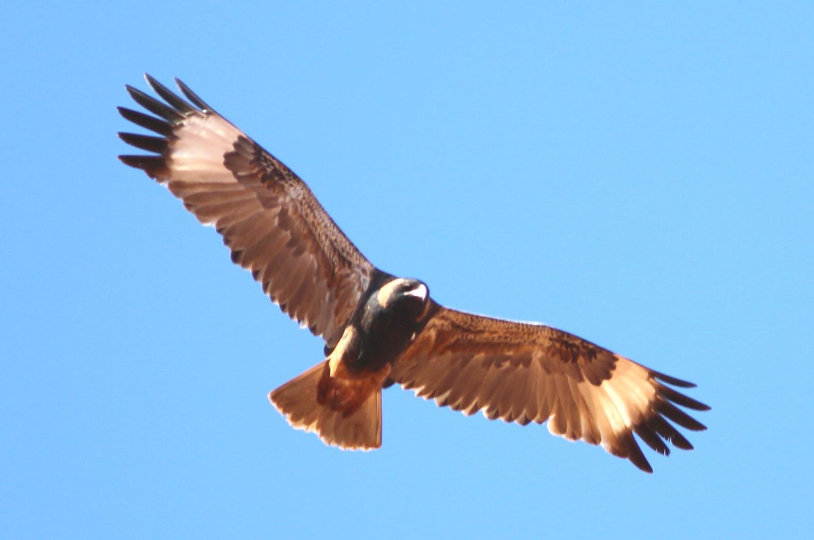 Black-breasted Kite Photo by Rohan van Twest