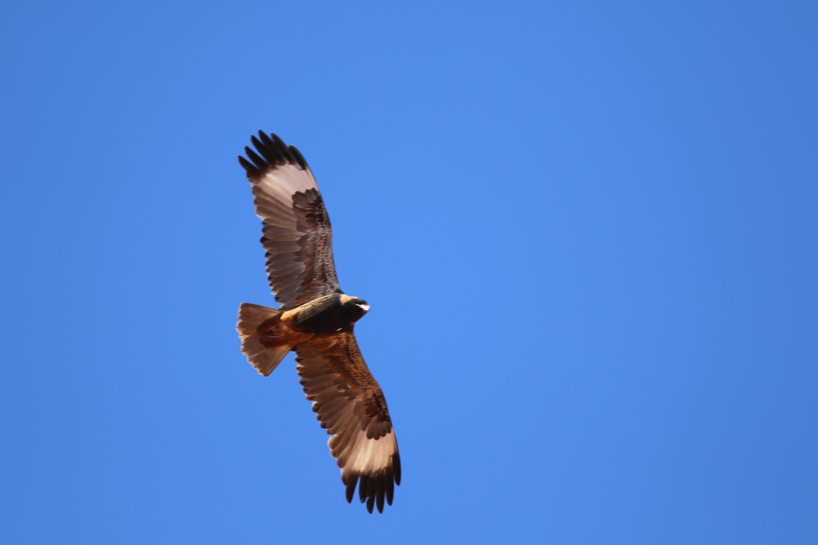 Black-breasted Kite Photo by Rohan van Twest