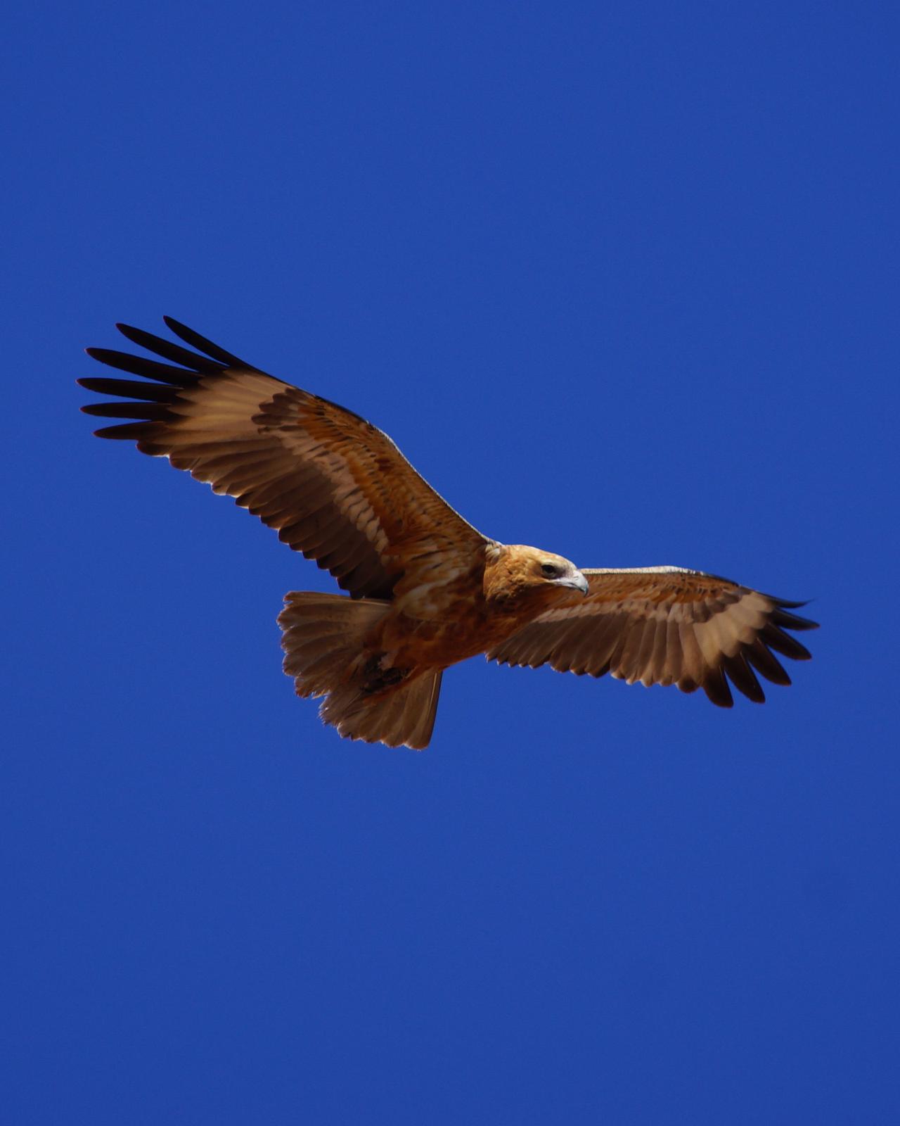 Black-breasted Kite Photo by Steve Percival