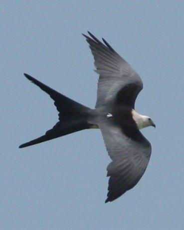 Swallow-tailed Kite Photo by Andrew Core