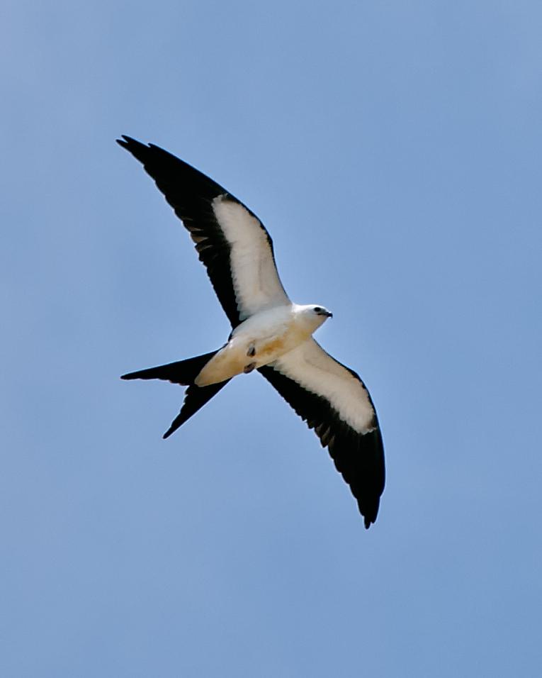 Swallow-tailed Kite Photo by JC Knoll