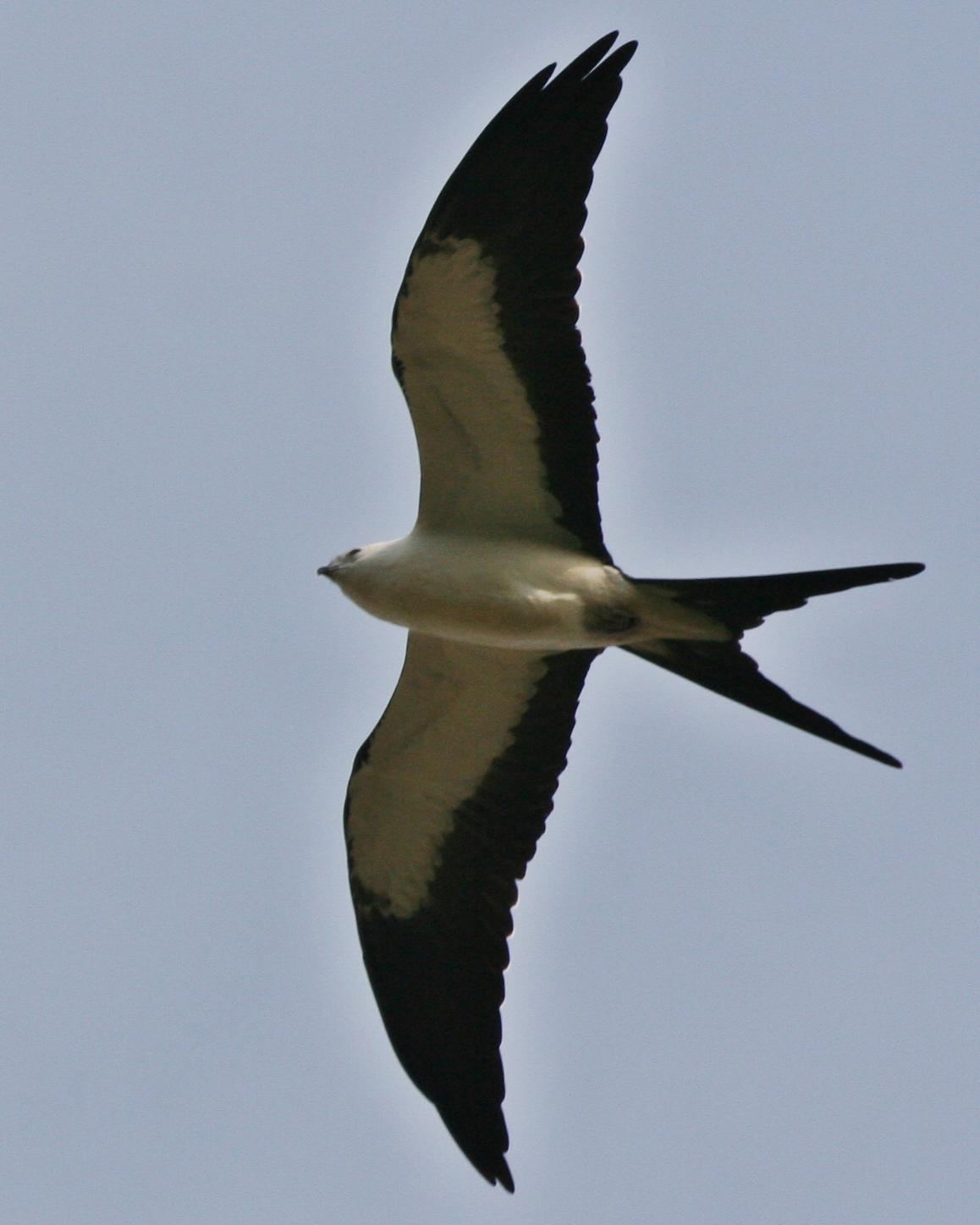 Swallow-tailed Kite Photo by Andrew Theus