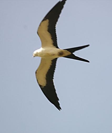 Swallow-tailed Kite Photo by Dan Tallman