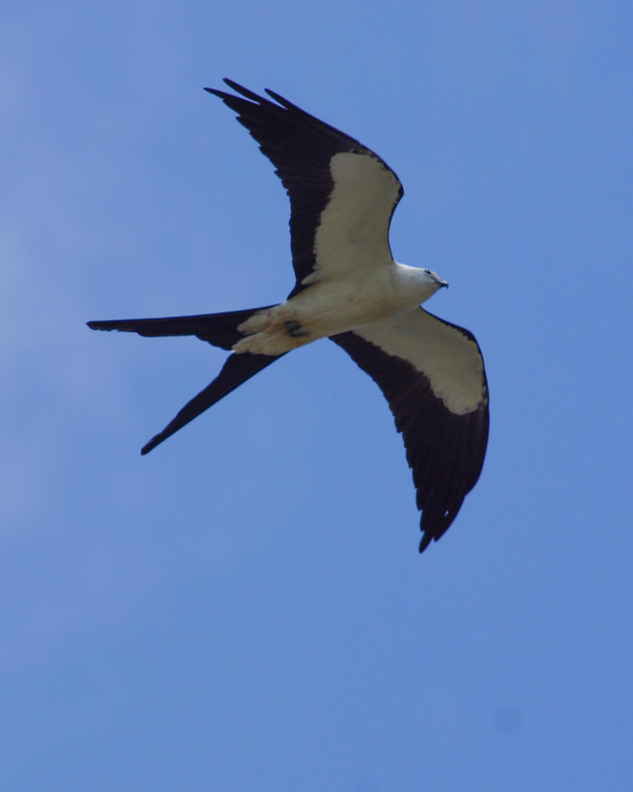 Swallow-tailed Kite Photo by Steve Percival