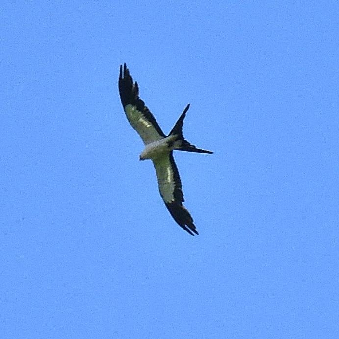 Swallow-tailed Kite Photo by Julio Delgado