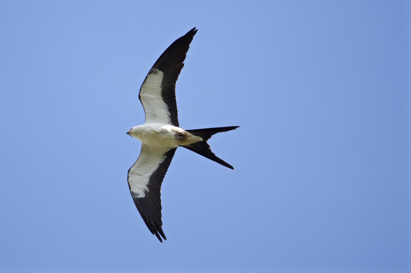 Swallow-tailed Kite Photo by Ian Jarvie