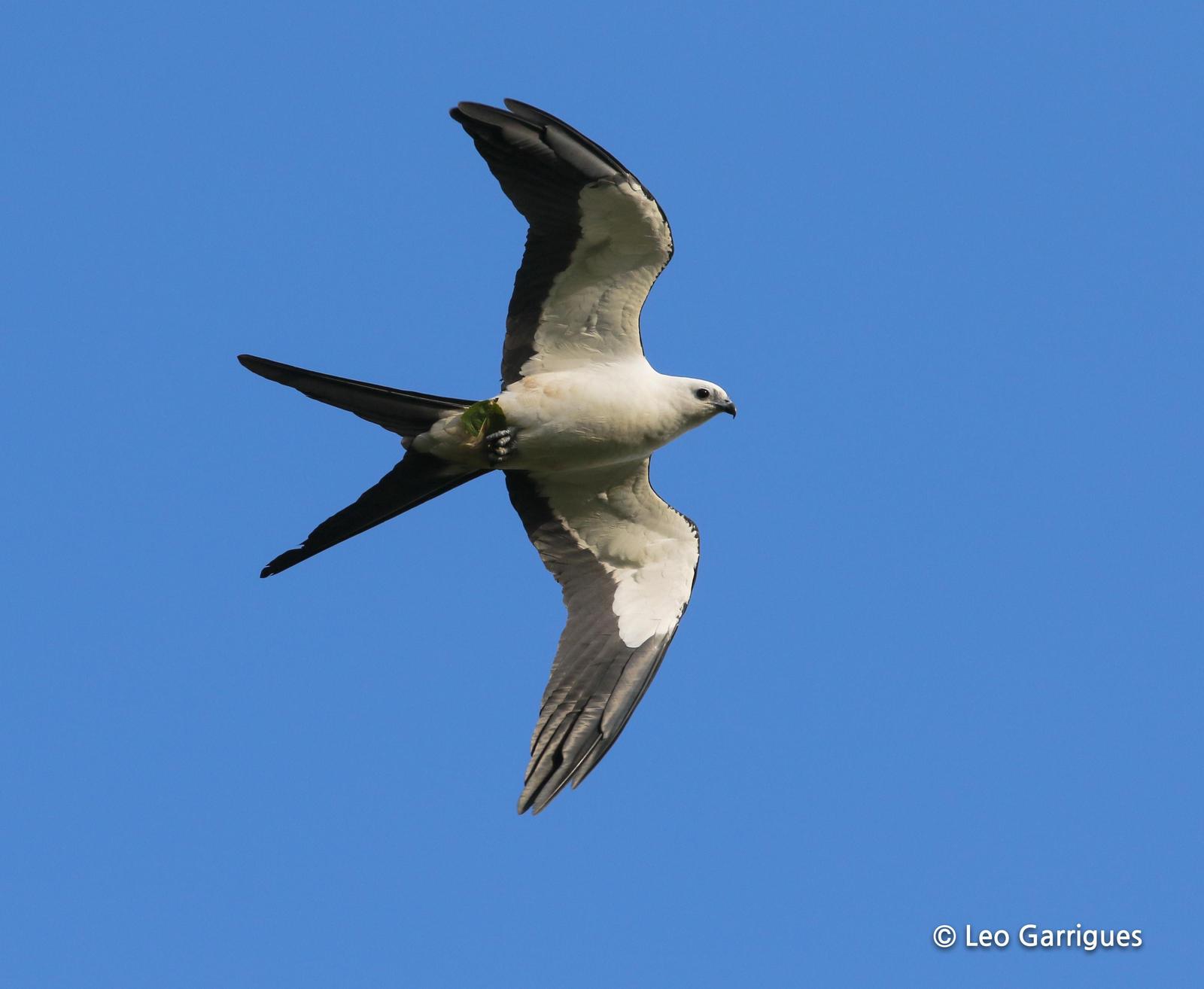 Swallow-tailed Kite Photo by Leonardo Garrigues