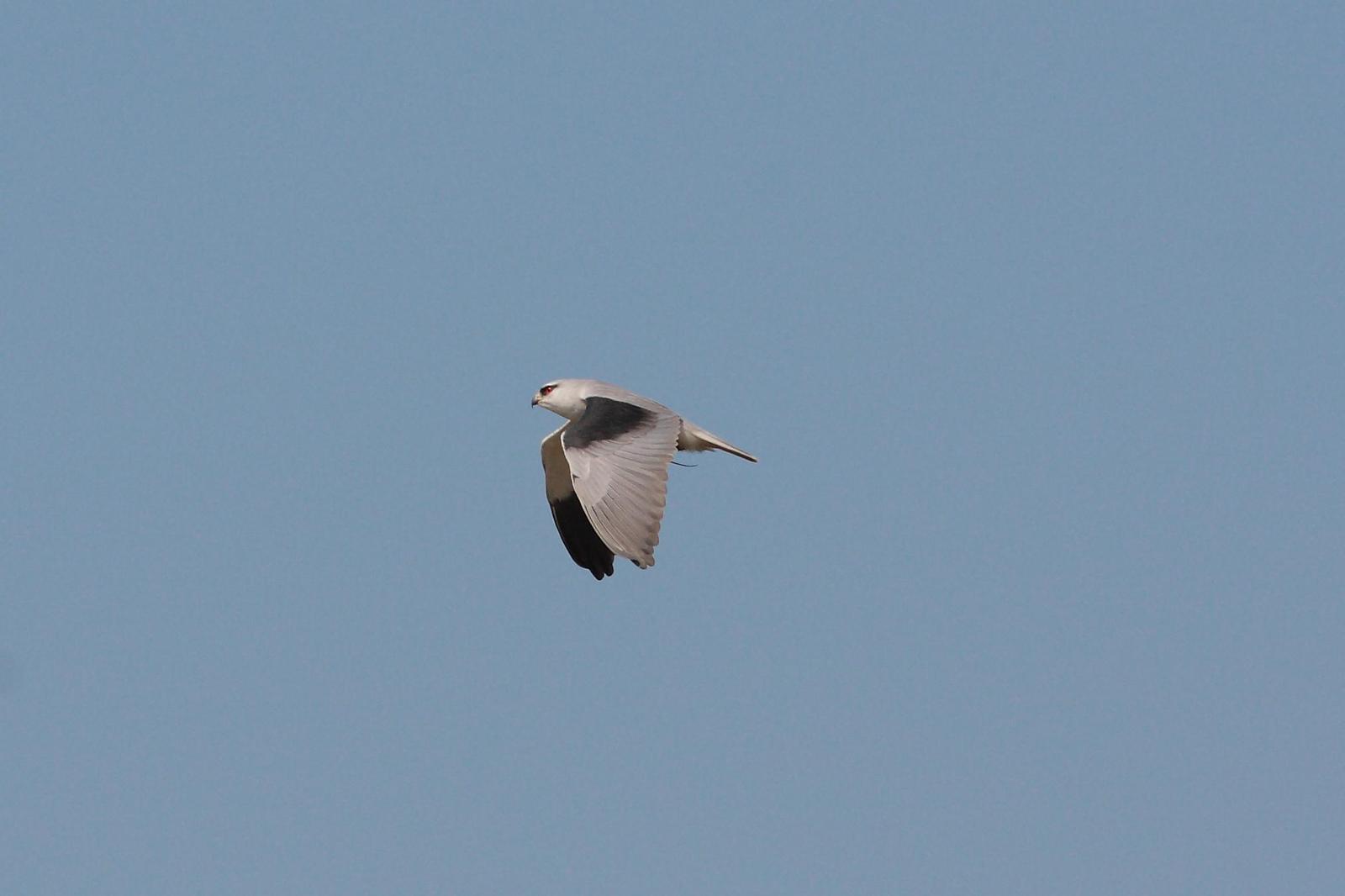 Black-winged Kite Photo by Mu-Chi Tsai