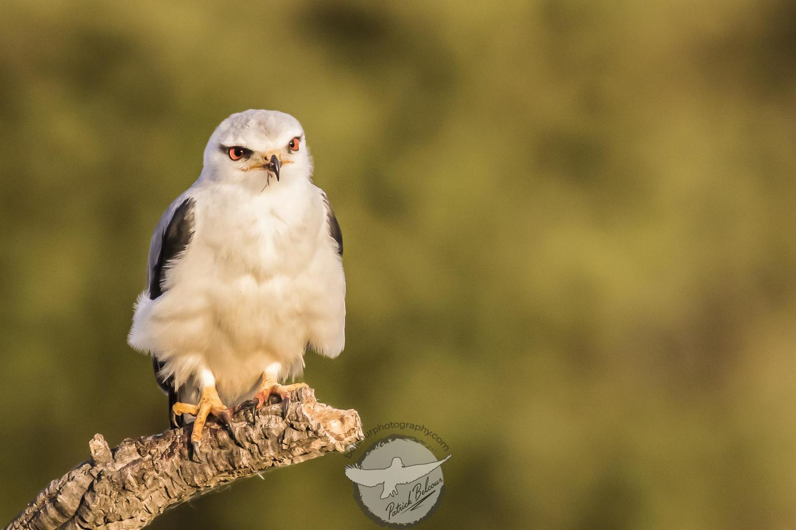 Black-winged Kite Photo by PATRICK BELCOUR