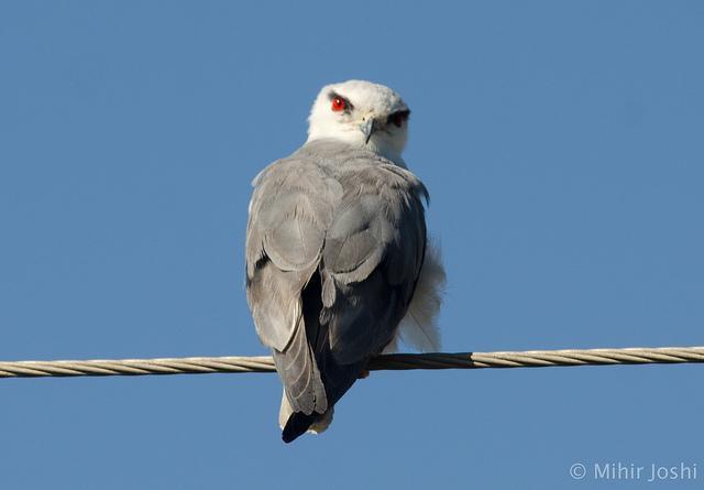 Black-winged Kite Photo by Mihir Joshi