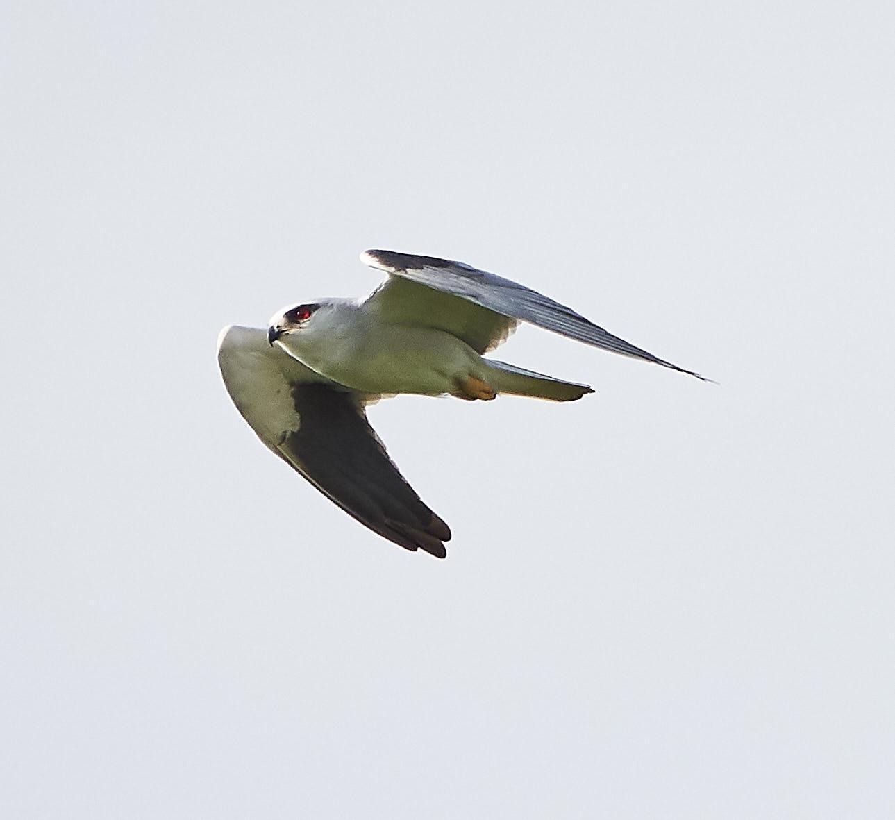 Black-winged Kite Photo by Steven Cheong