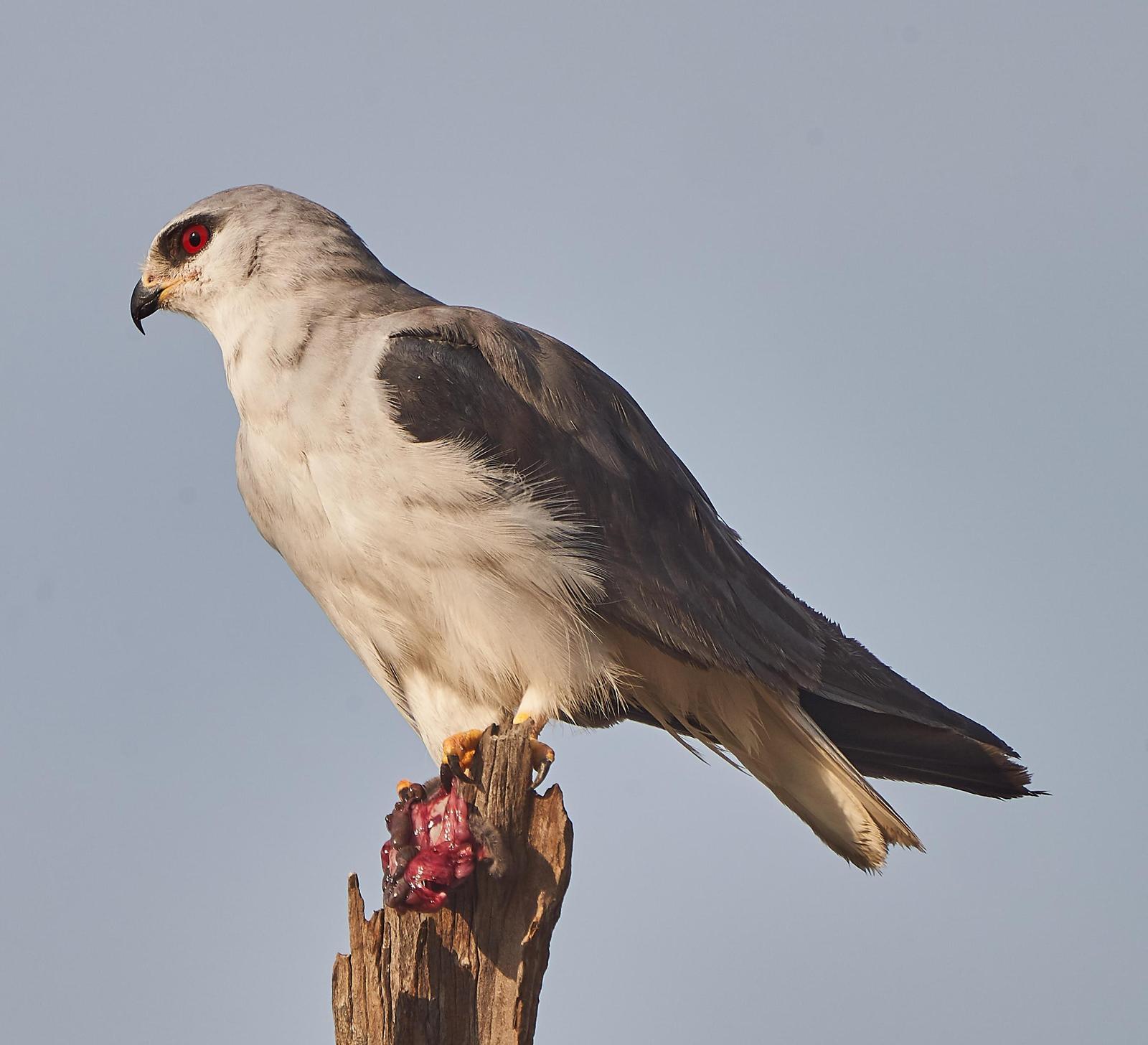 Black-winged Kite Photo by Steven Cheong