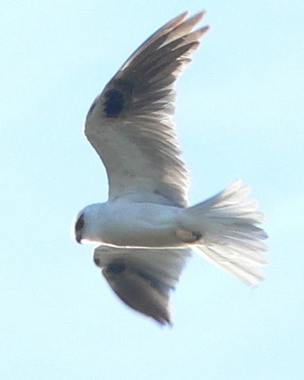 Black-shouldered Kite Photo by Peter Lowe