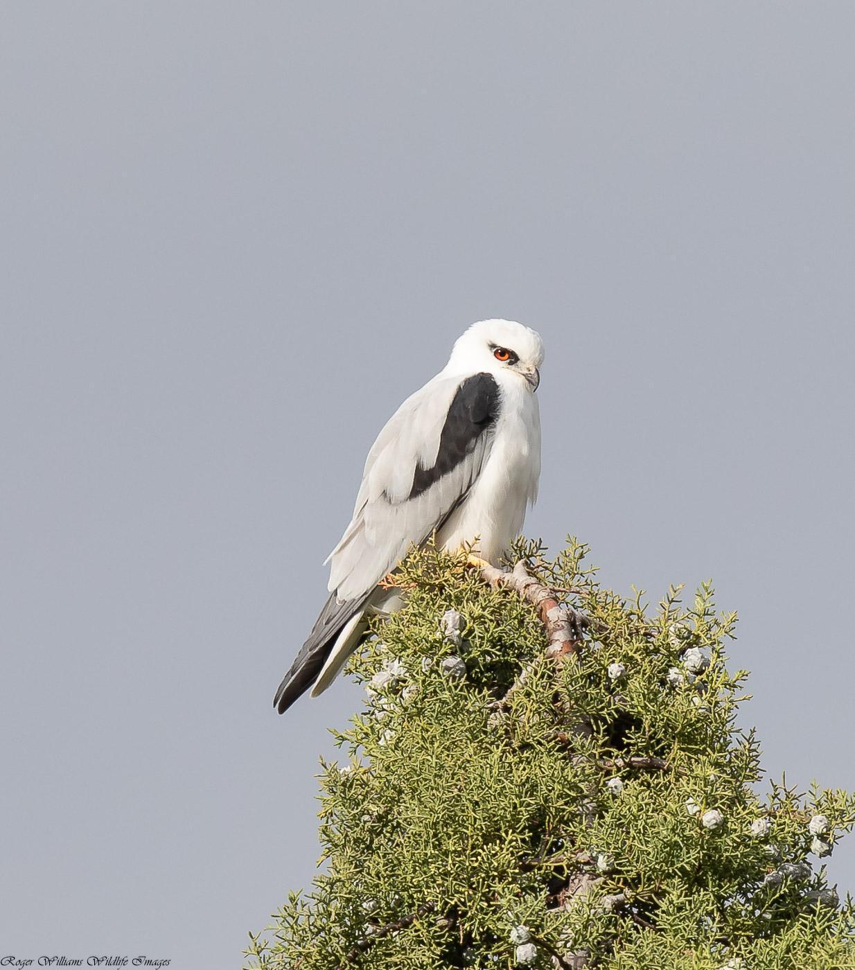 Black-shouldered Kite Photo by Roger Williams