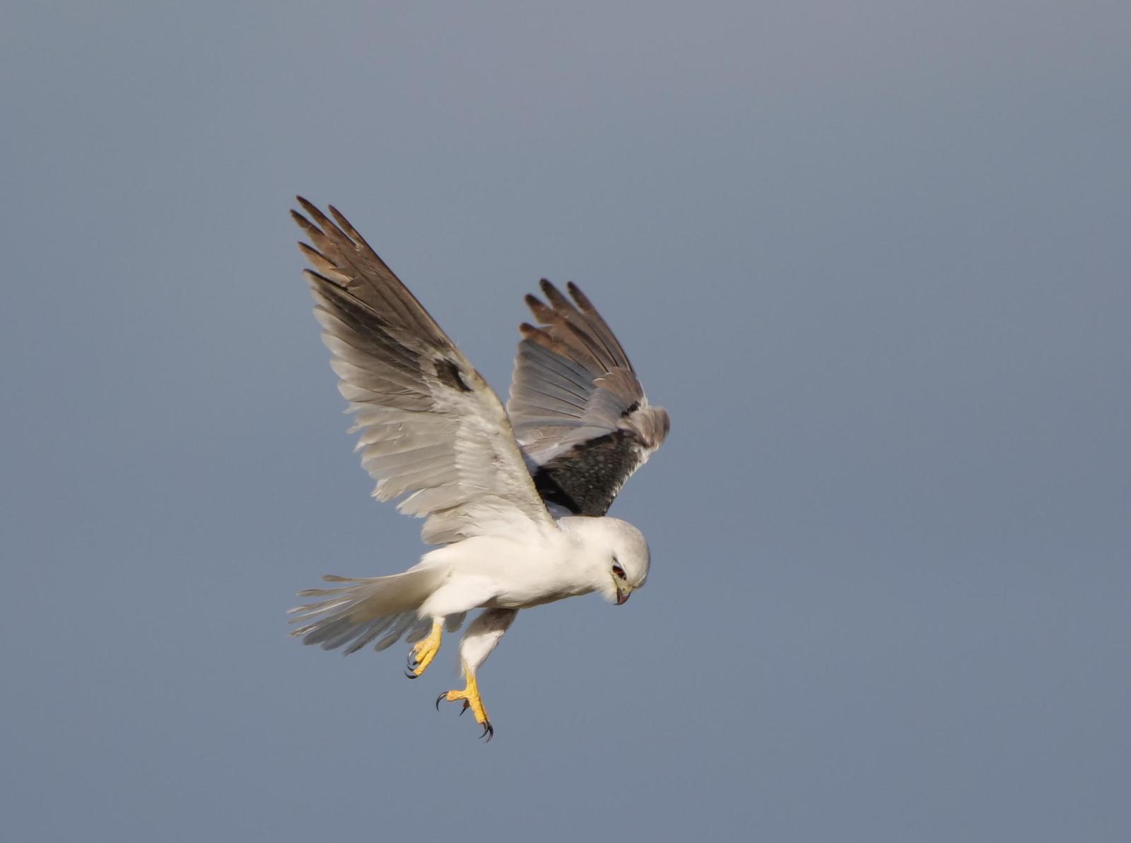 Black-shouldered Kite Photo by Peter Lowe