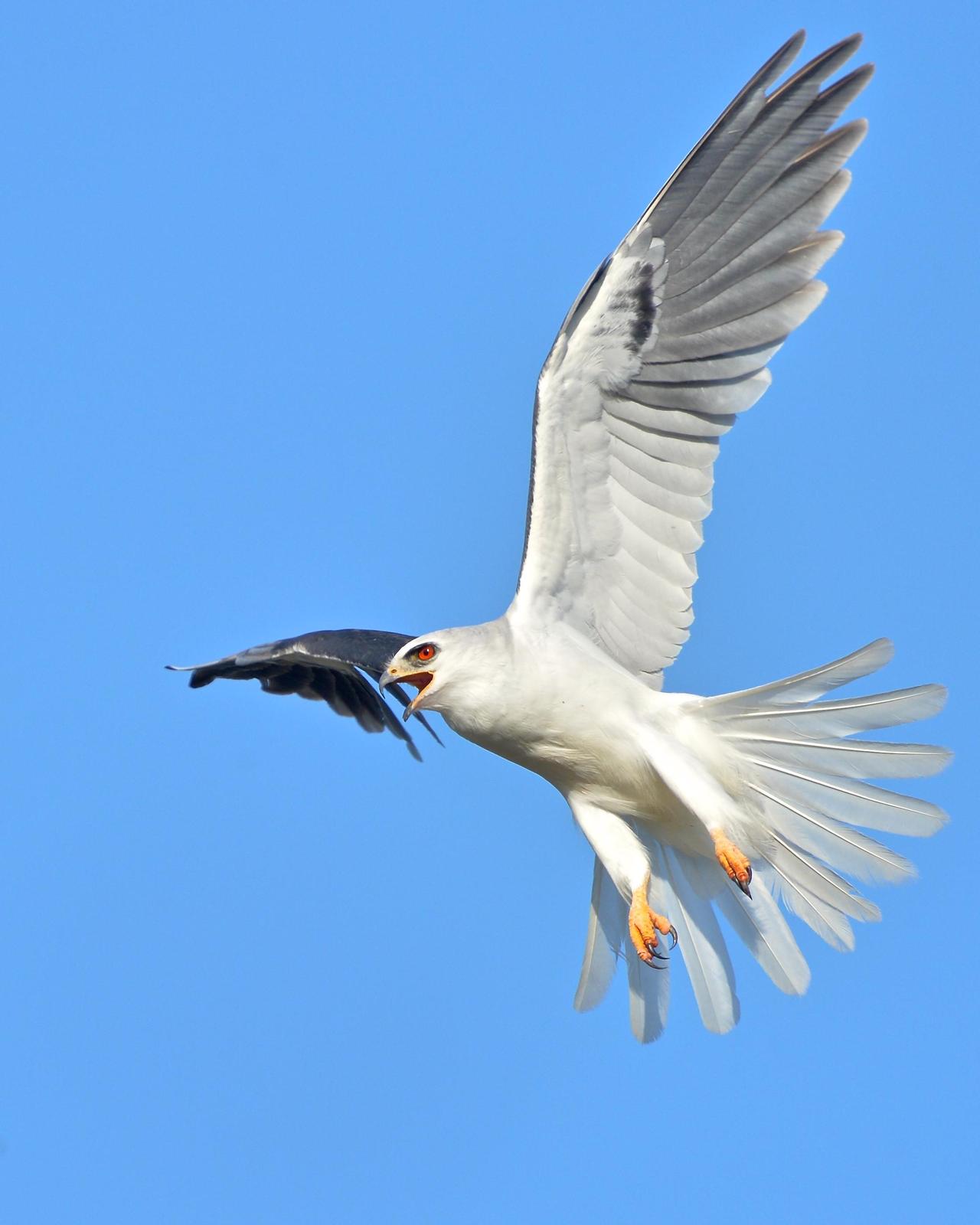 White-tailed Kite Photo by Gerald Friesen