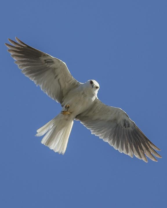 White-tailed Kite Photo by Anthony Gliozzo