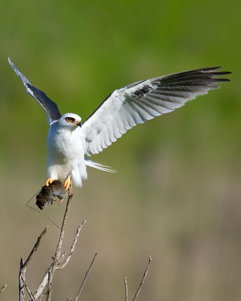 White-tailed Kite Photo by Josh Haas