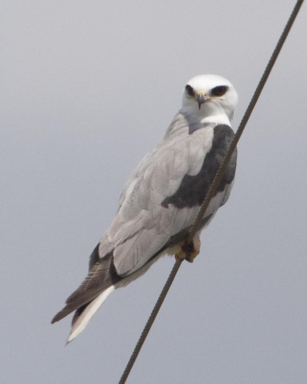 White-tailed Kite Photo by Jeff Moore