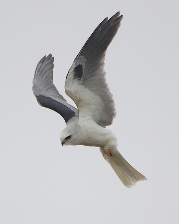 White-tailed Kite Photo by Denis Rivard