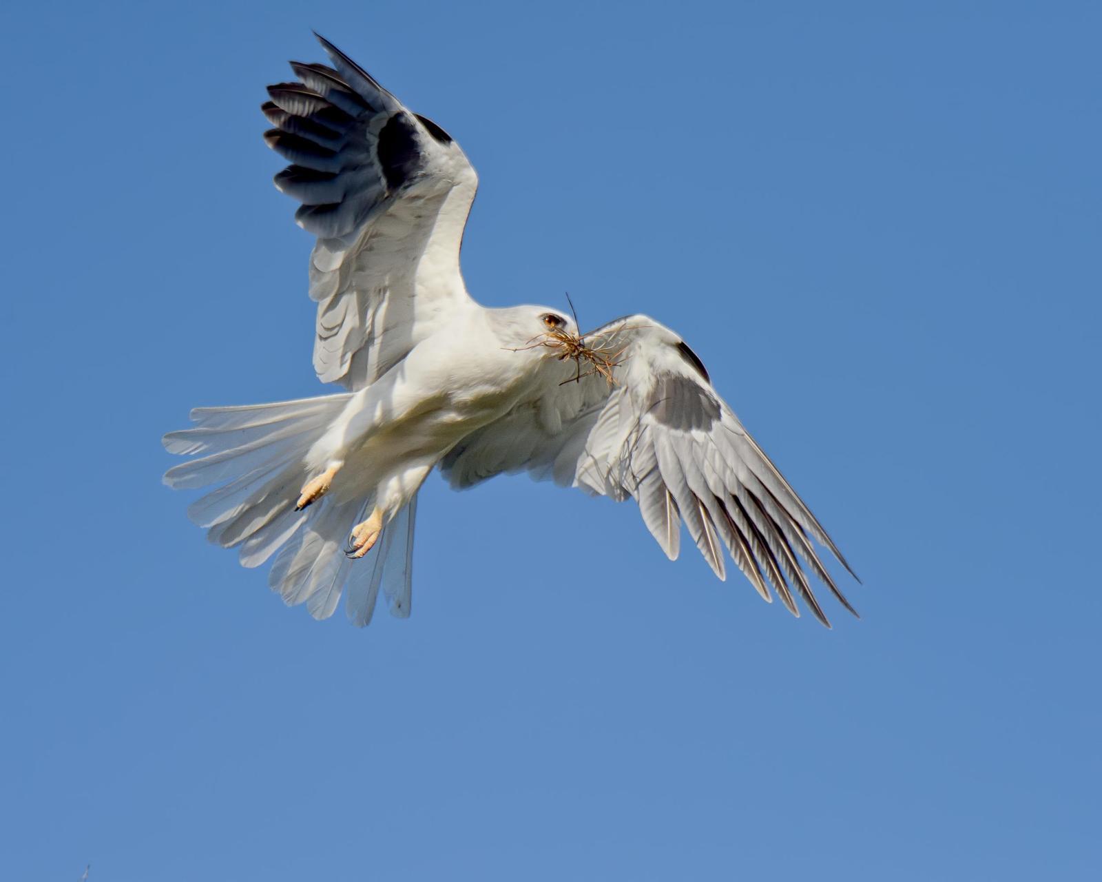 White-tailed Kite Photo by Dan Brown