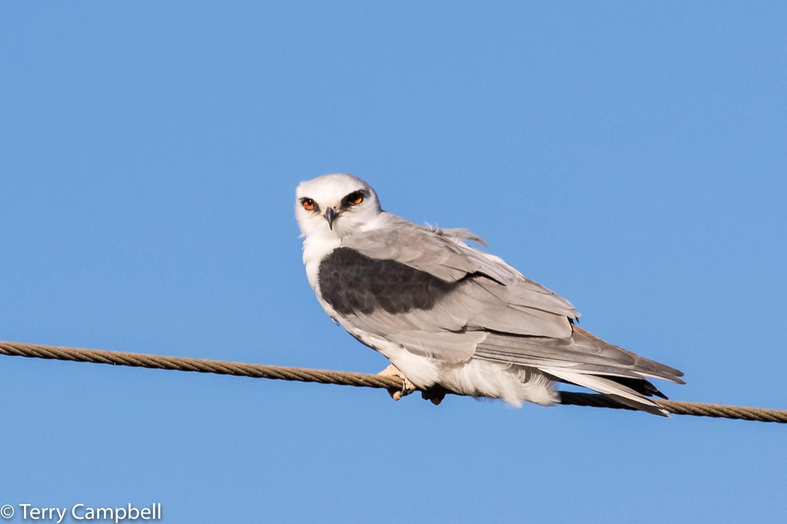 White-tailed Kite Photo by Terry Campbell