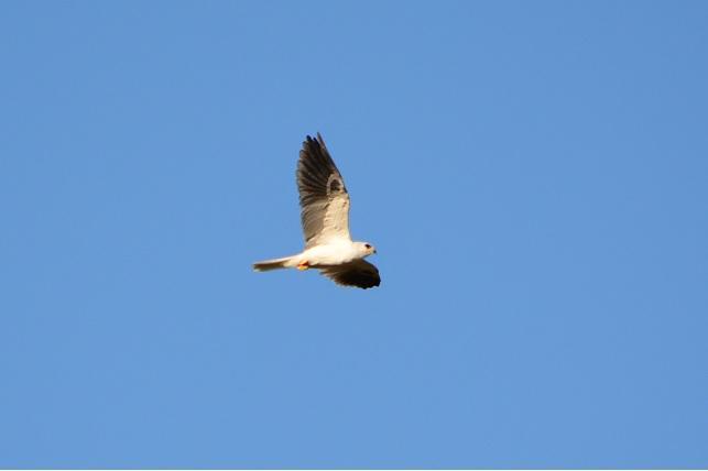 White-tailed Kite Photo by Gustavo Fernandez