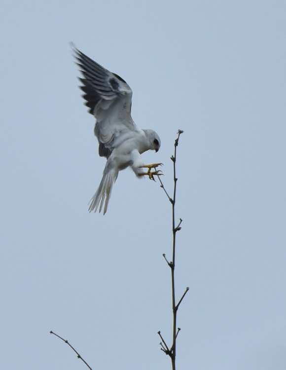 White-tailed Kite Photo by Andrew Pittman