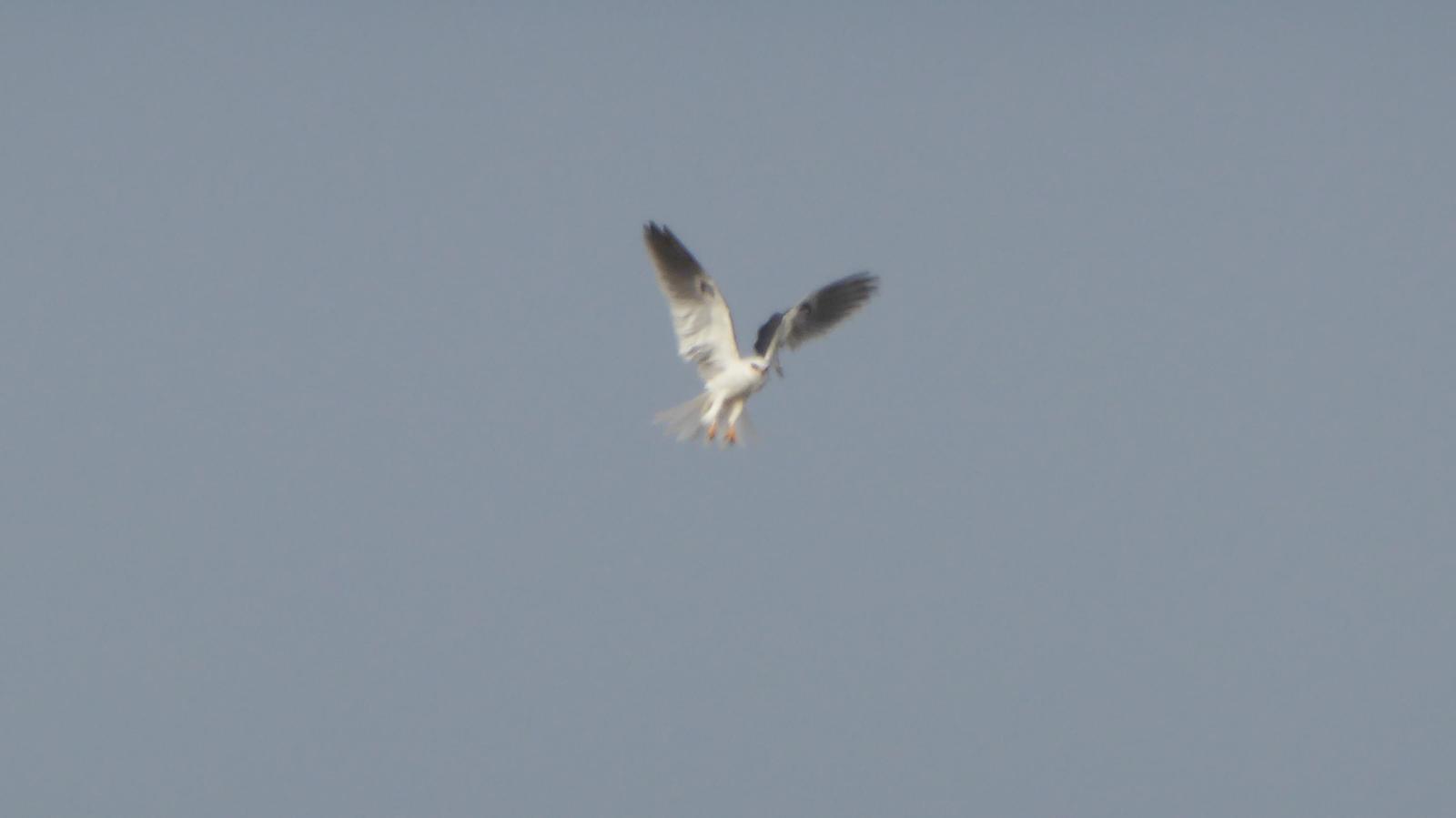 White-tailed Kite Photo by Daliel Leite