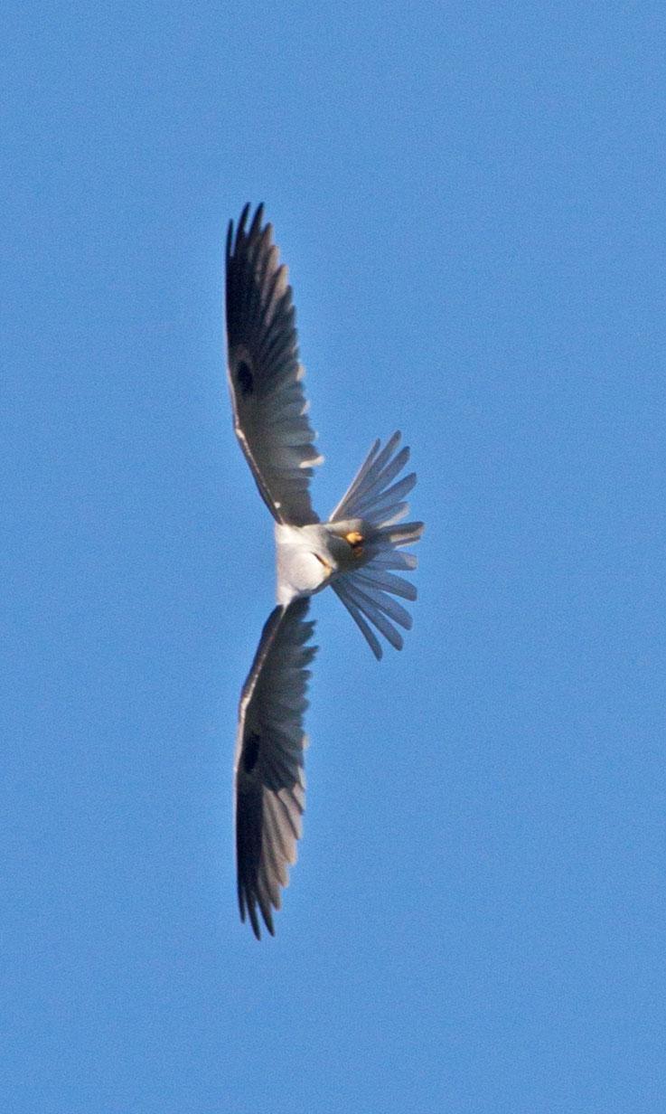 White-tailed Kite Photo by Scott Berglund