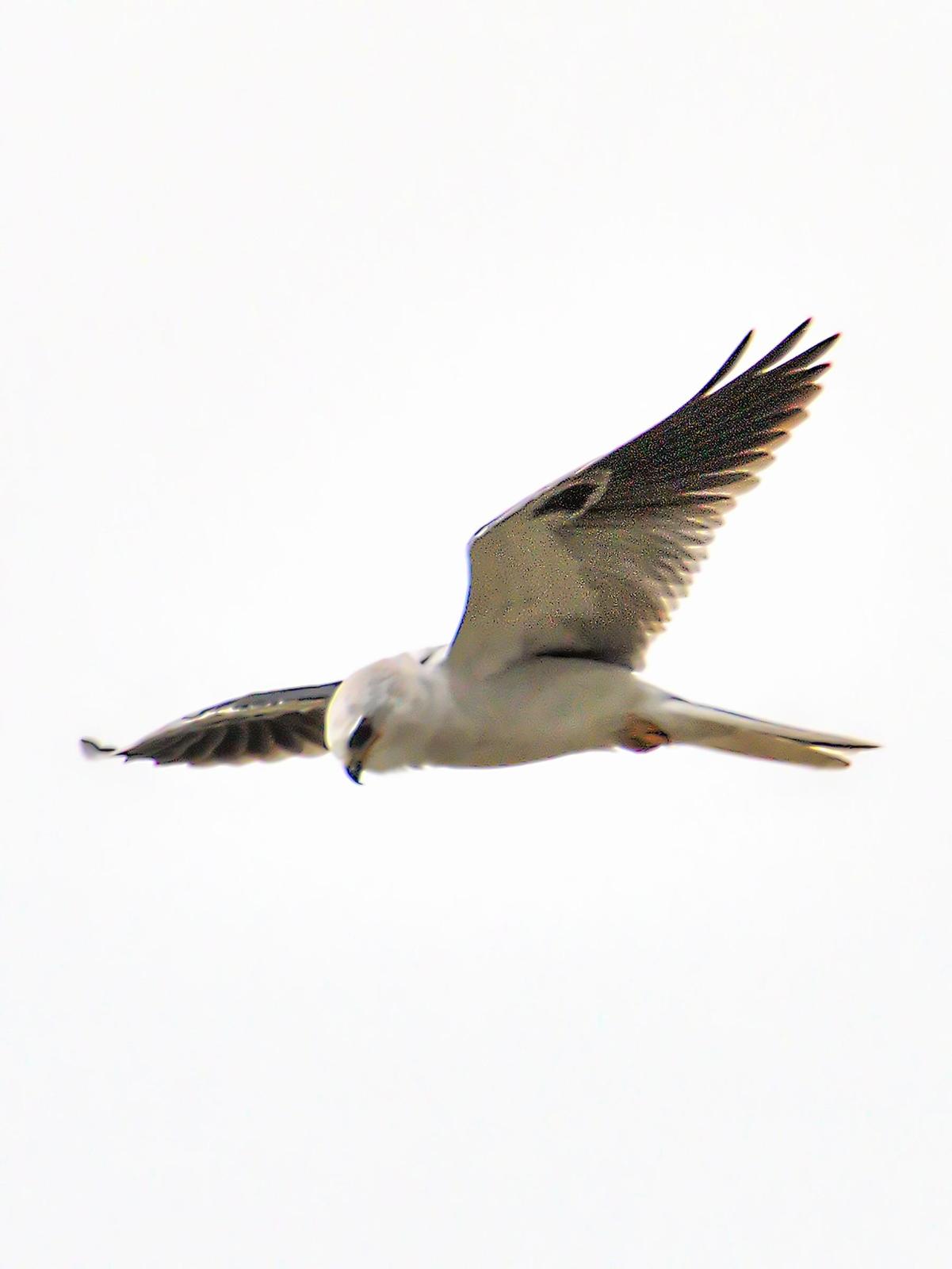 White-tailed Kite Photo by Dan Tallman