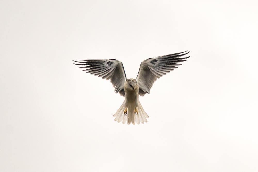 White-tailed Kite Photo by Amanda Fulda