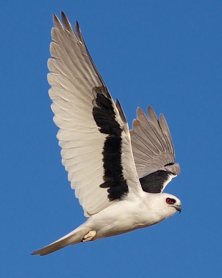 Letter-winged Kite Photo by Luke Shelley