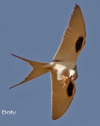 Scissor-tailed Kite Photo by Stephen Daly