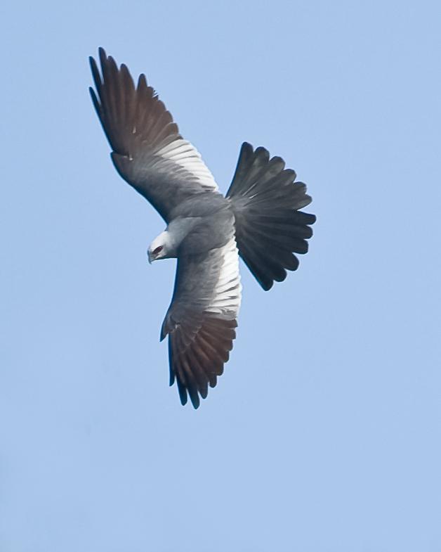male mississippi kite call