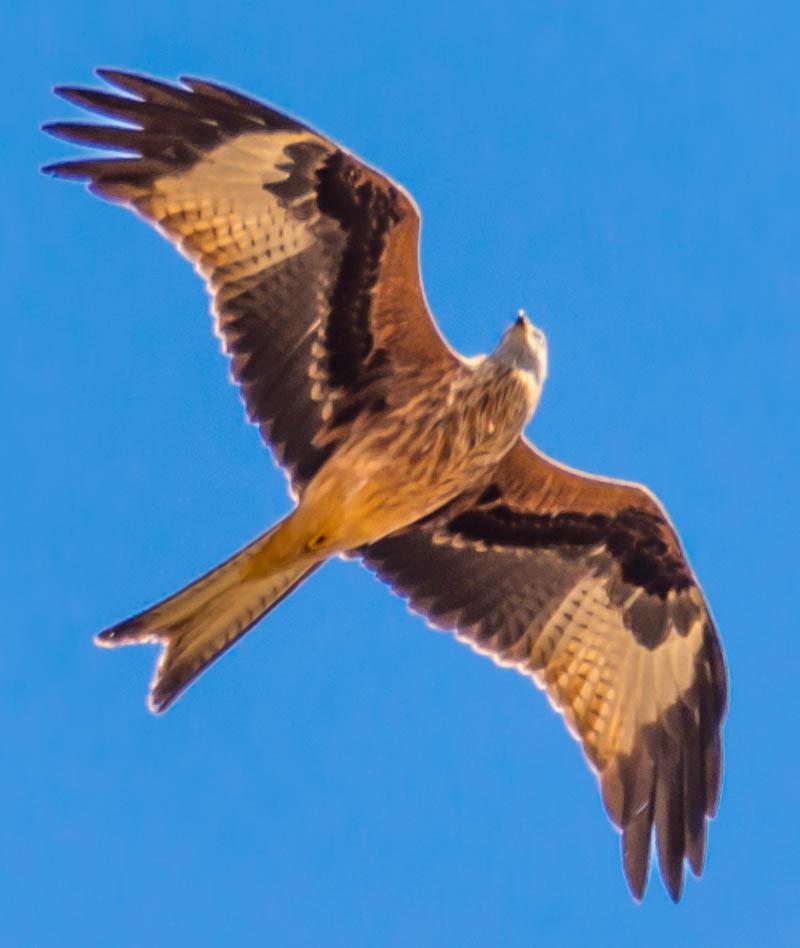 Red Kite Photo by Karen Prisby