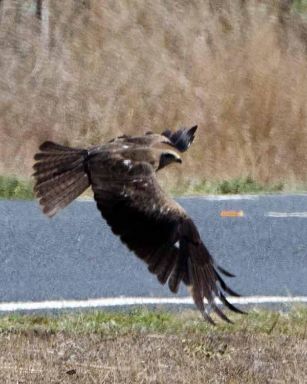 Black Kite Photo by Bob Hasenick