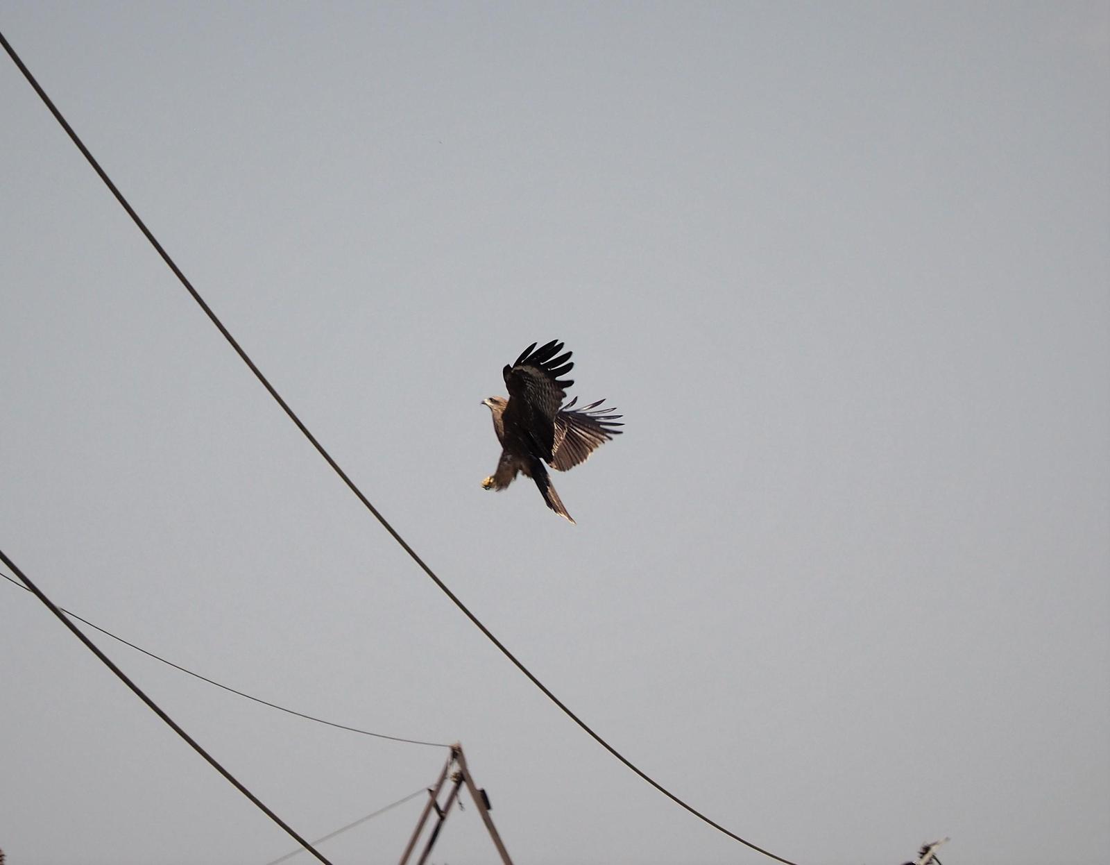 Black Kite Photo by Colin Hill