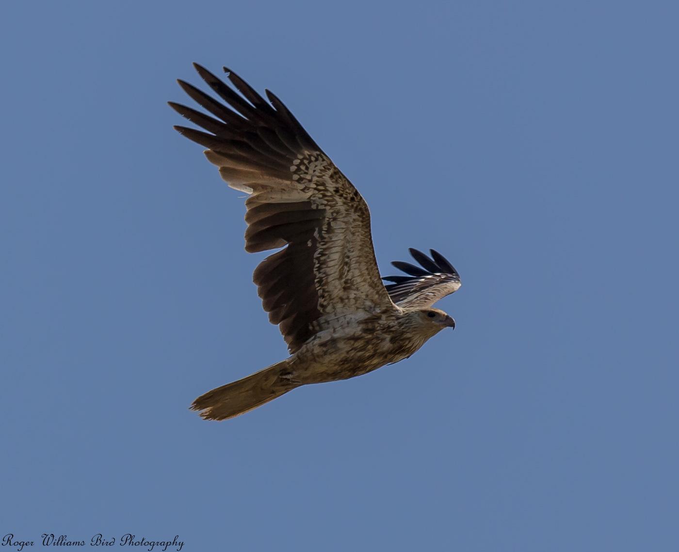 Whistling Kite Photo by Roger Williams