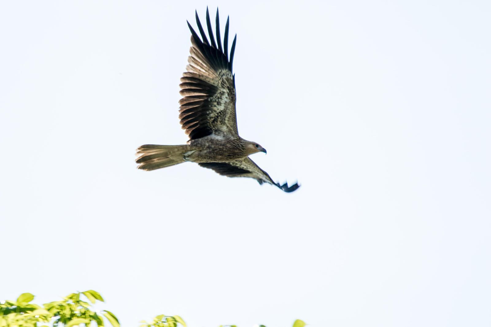Whistling Kite Photo by Mark Baldwin