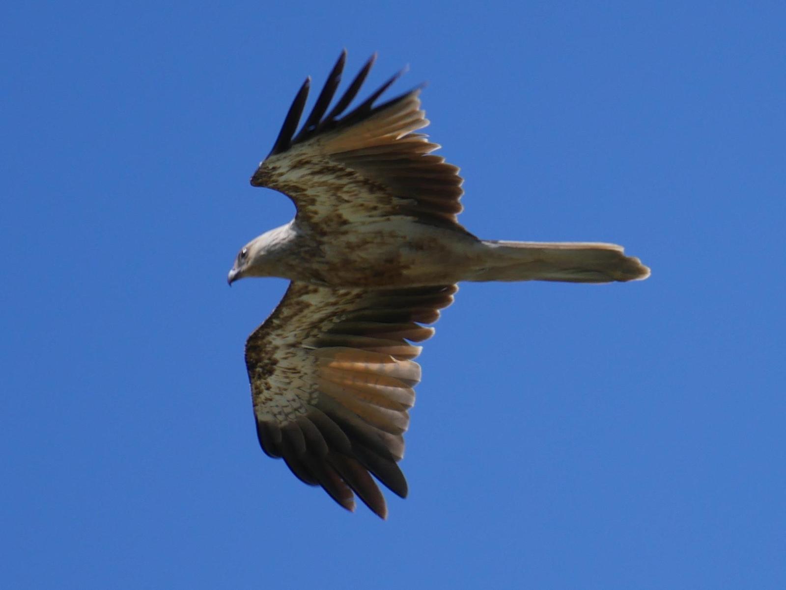 Whistling Kite Photo by Peter Lowe