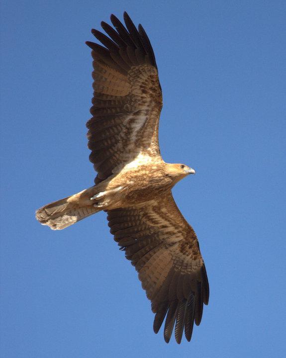 Whistling Kite Photo by Mat Gilfedder