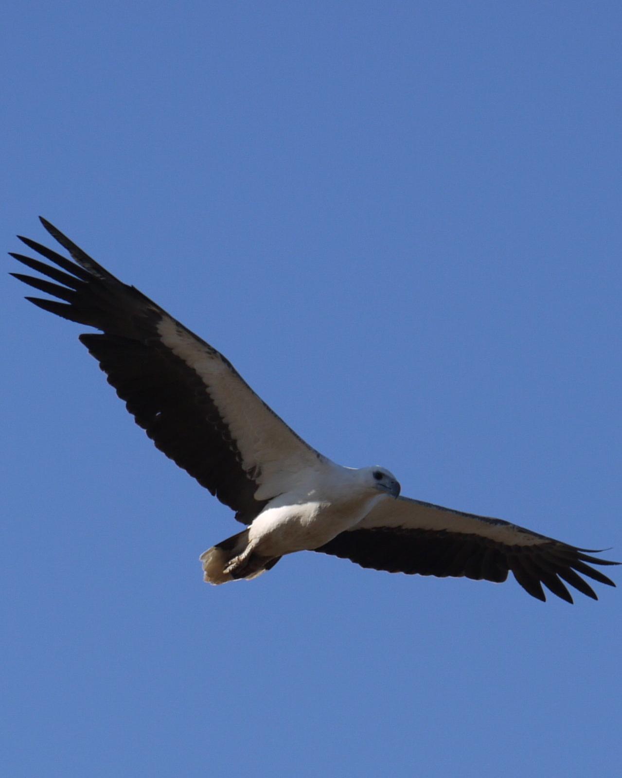 White-bellied Sea-Eagle Photo by Peter Lowe