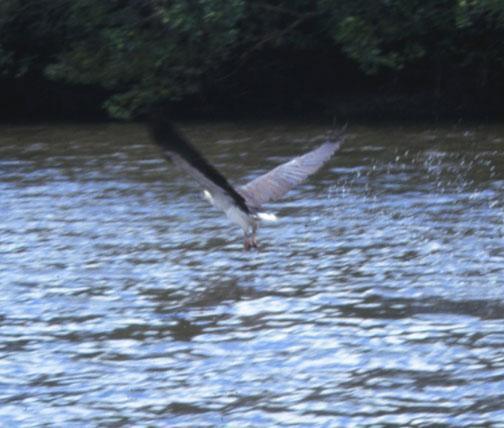 White-bellied Sea-Eagle Photo by Dan Tallman