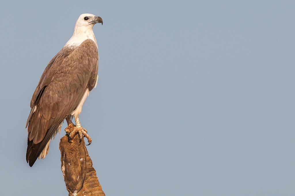 White-bellied Sea-Eagle Photo by Kishore Bhargava