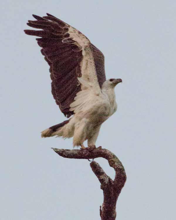 White-bellied Sea-Eagle Photo by Bob Hasenick